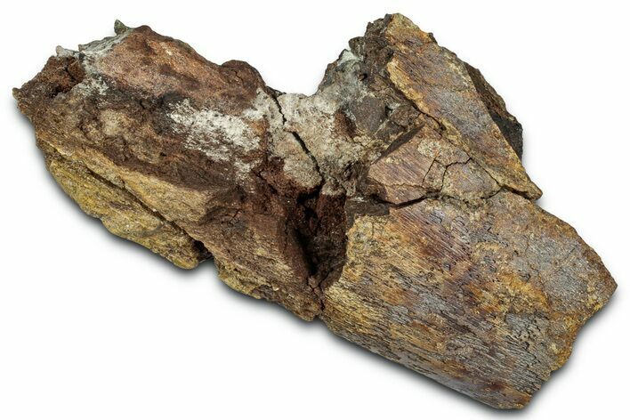 Fossil Dinosaur Bone Section - Wyoming #330995